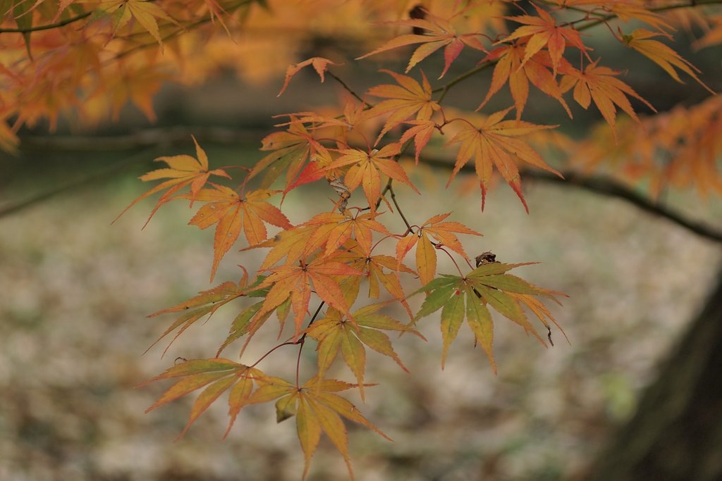 ありふれた【絵のような】紅葉
