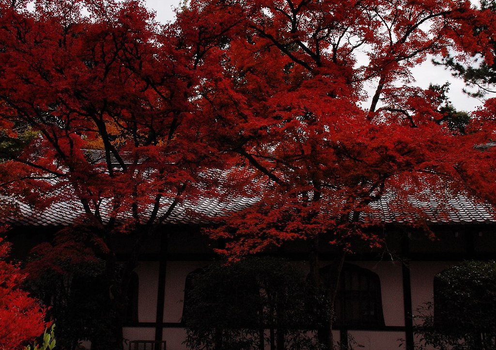 　醍醐寺の紅葉5