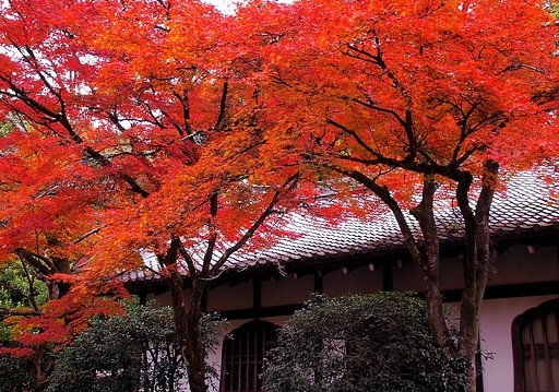 【絵のような】伽藍堂の紅葉
