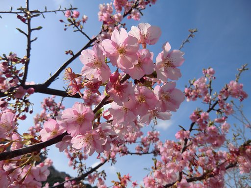 河津桜３