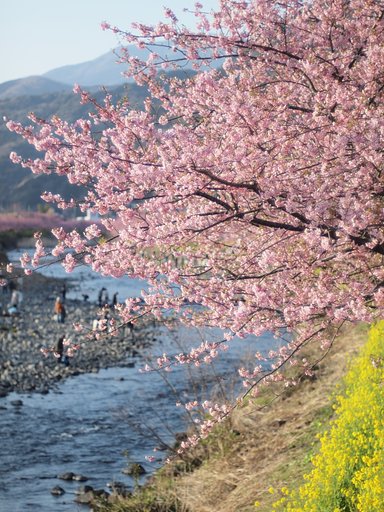 河津桜
