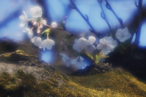 今日のお花見