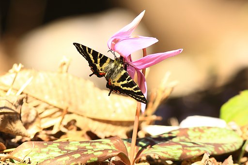 ギフチョウ　2011−1