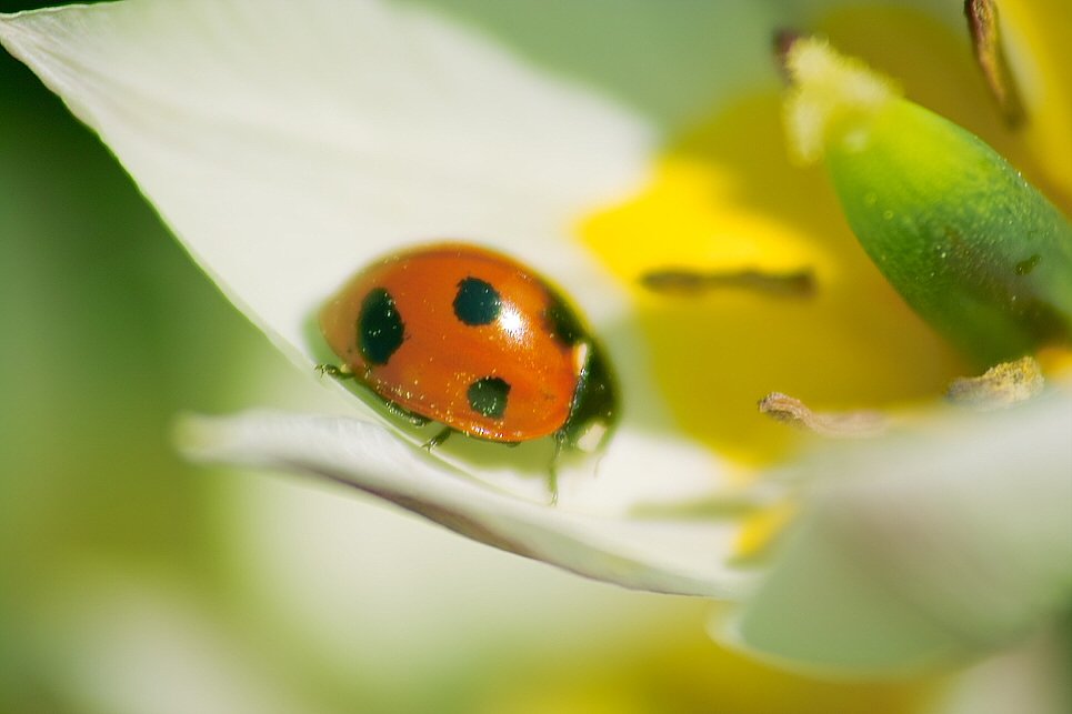 テントウ虫