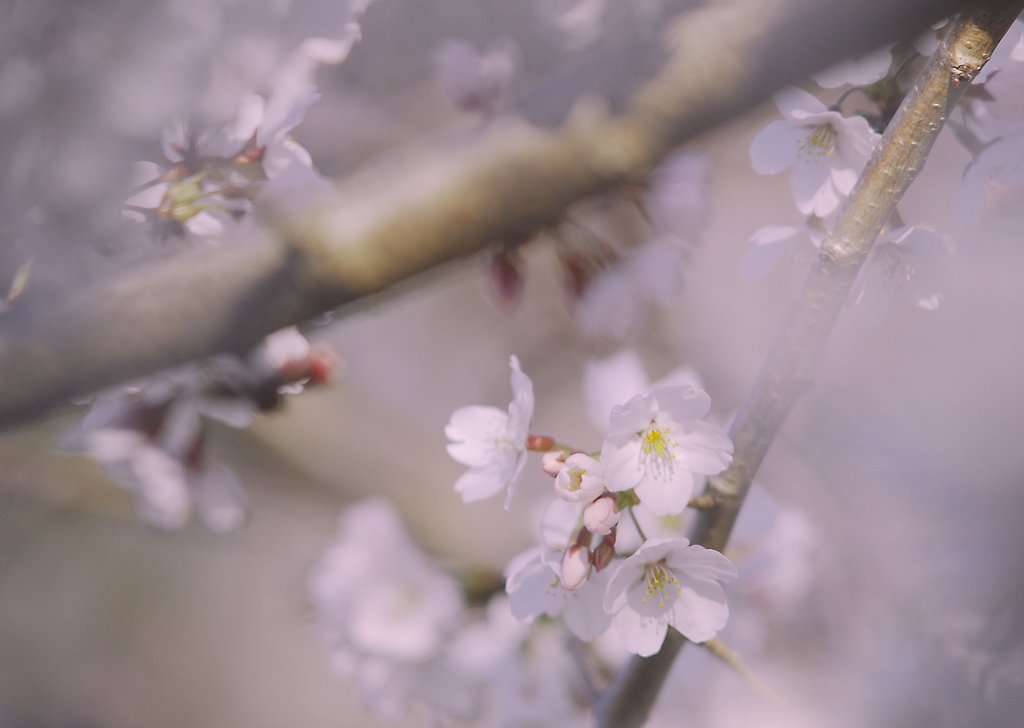 【おだやかに・・・春】桜