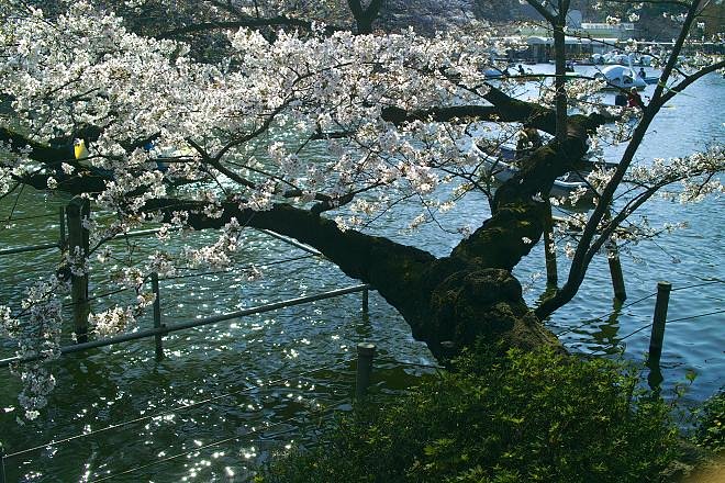老木の桜