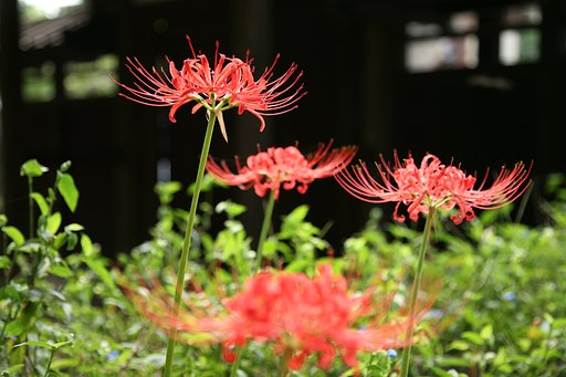 EOS 5D + EF24-105mm F4L IS USM　その１
