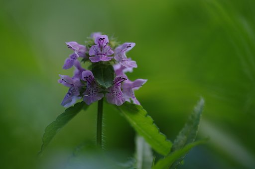 草叢の奥に…