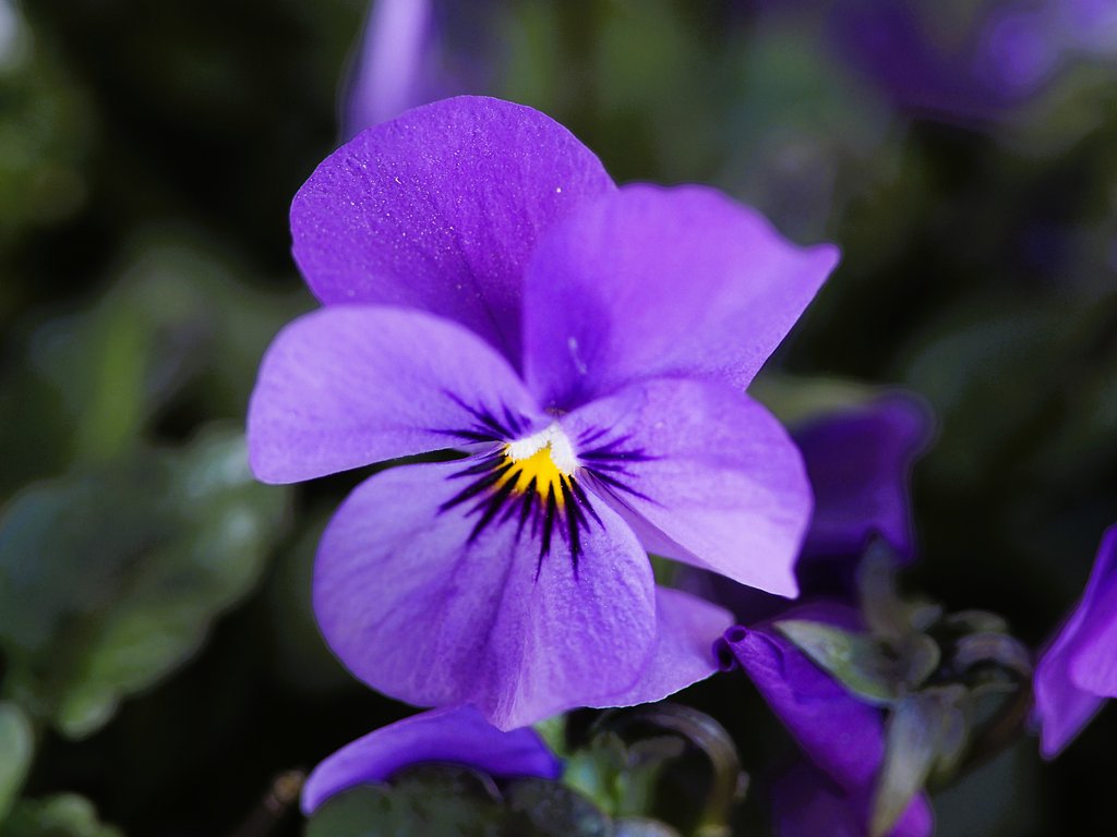 Canon EF60mmF3.5Macro+adapter