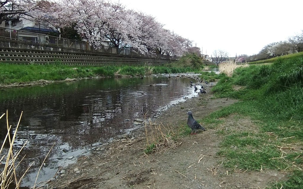 野川にて