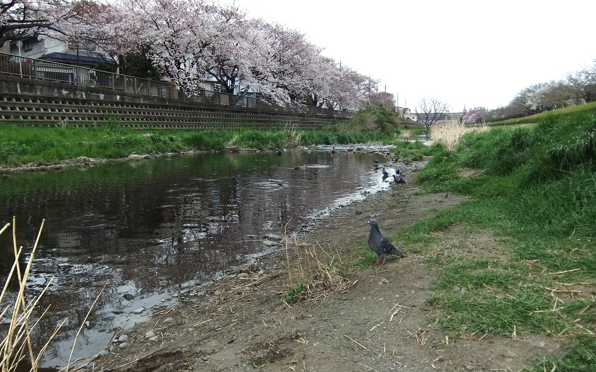 野川にて