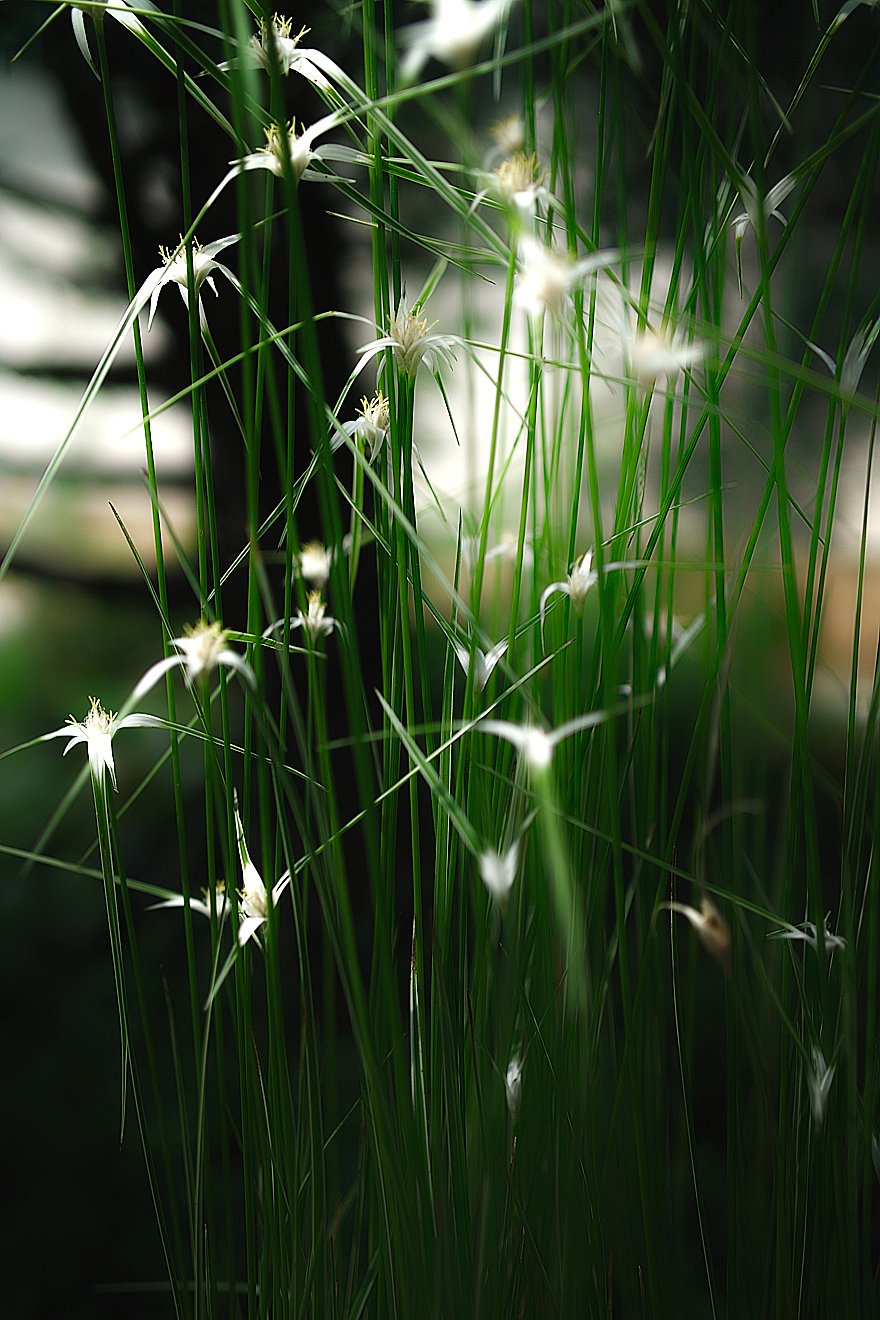 星になりたかった草”スターグラス”