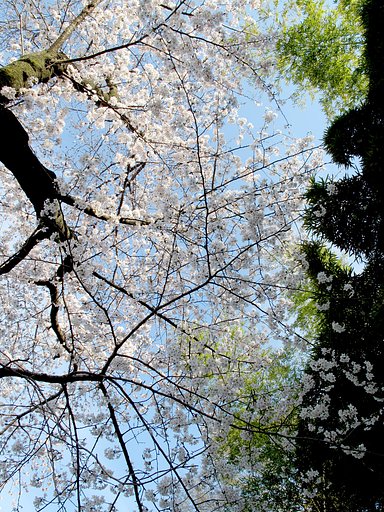 [おだやかに・・・・春]　桜と竹