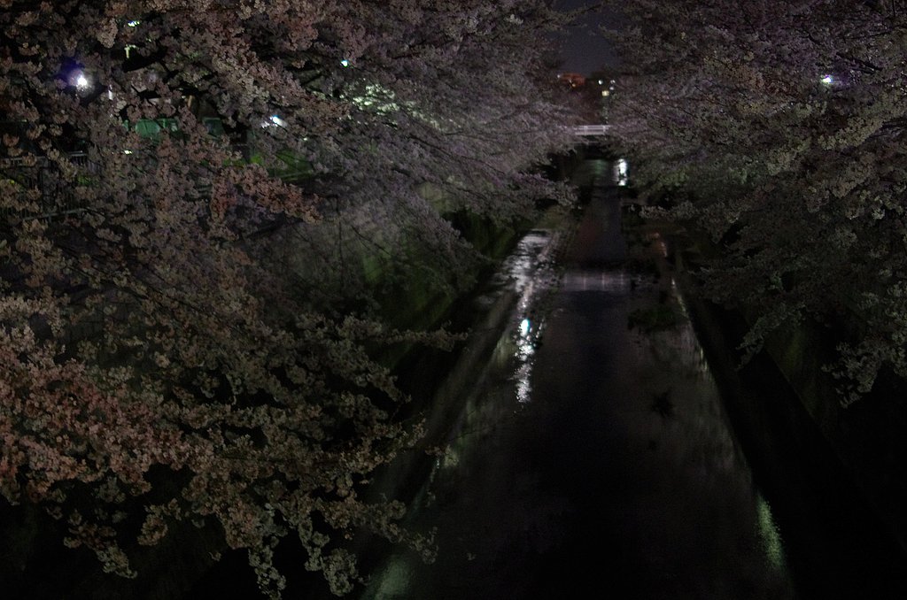 夜桜