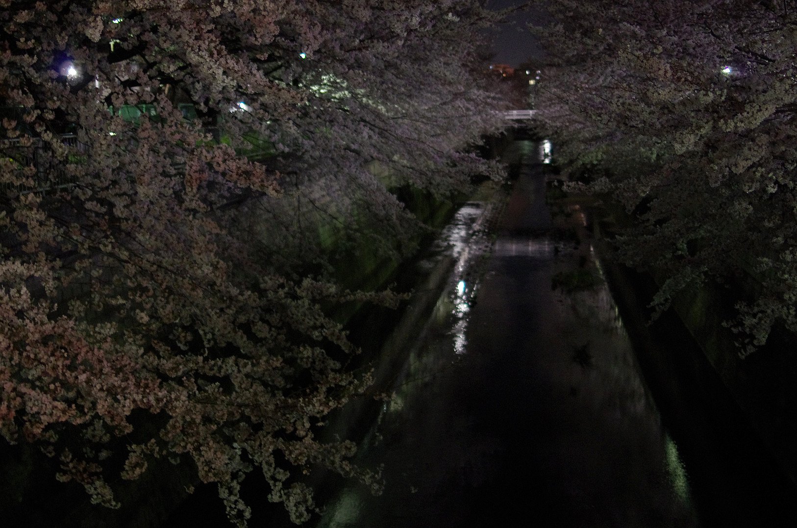 夜桜