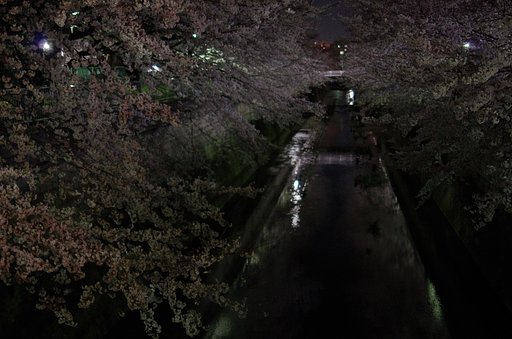 夜桜