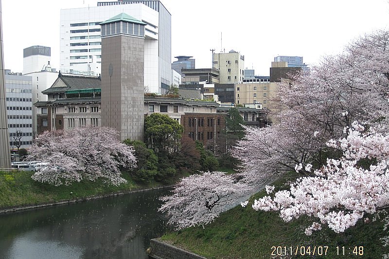 千鳥が淵の桜