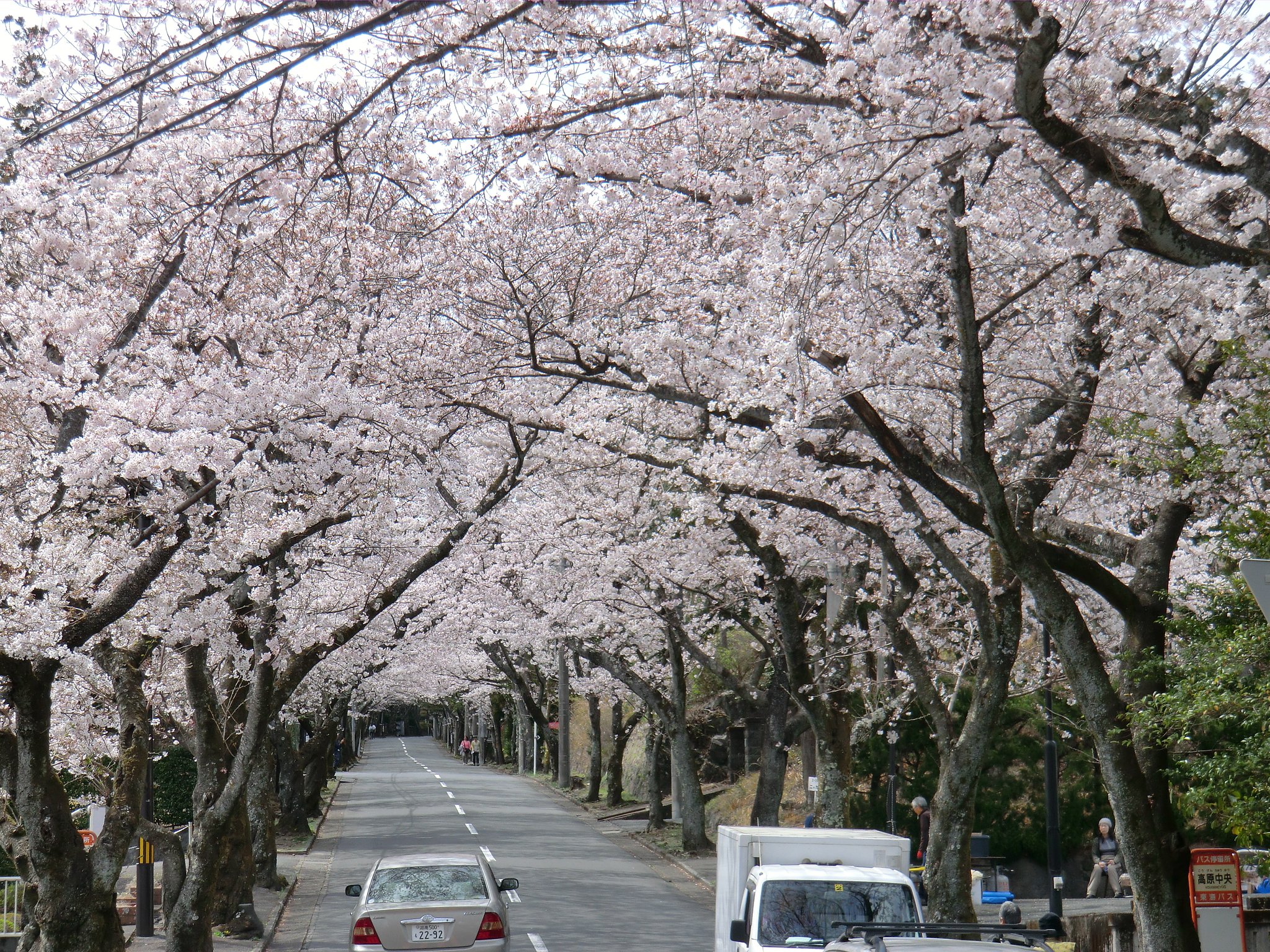 伊豆高原の桜