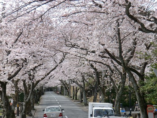 伊豆高原の桜