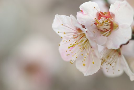 新潟でもようやく梅が咲き始めました。