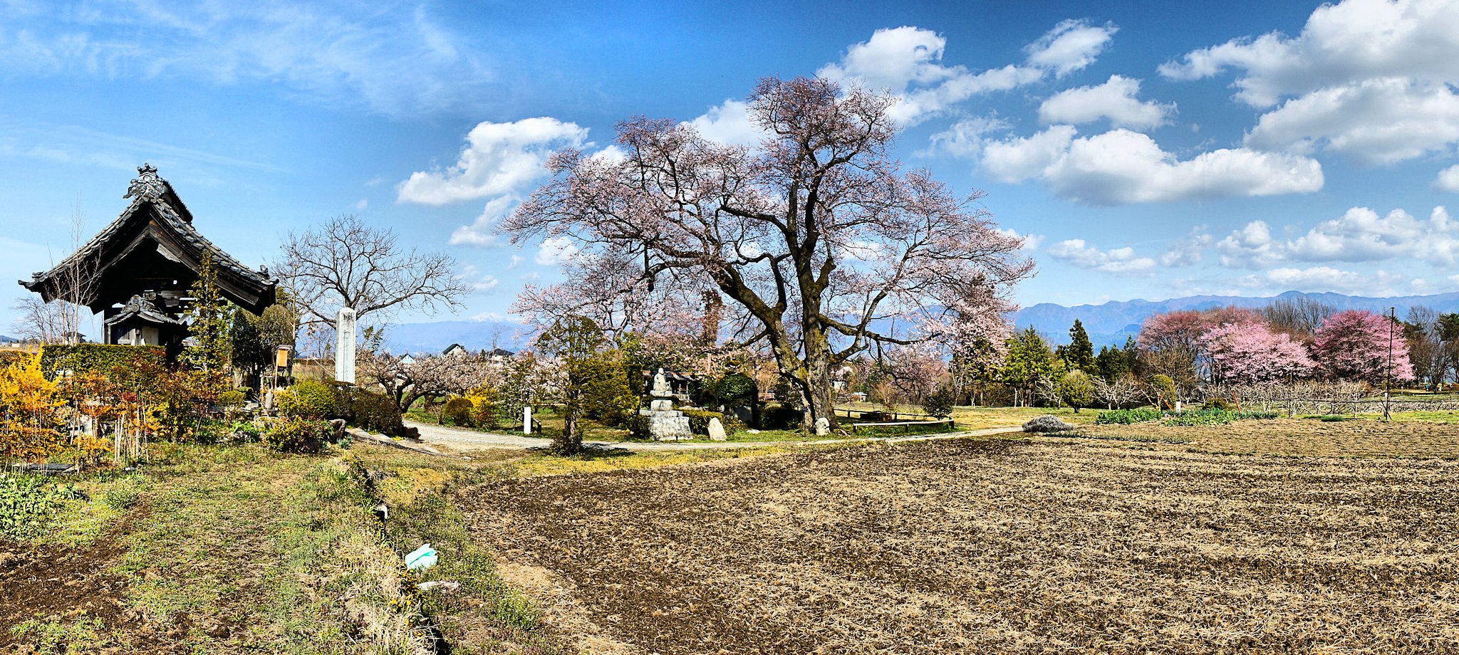 【おだやかに・・・春】 松源寺の門前桜