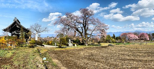 【おだやかに・・・春】 松源寺の門前桜