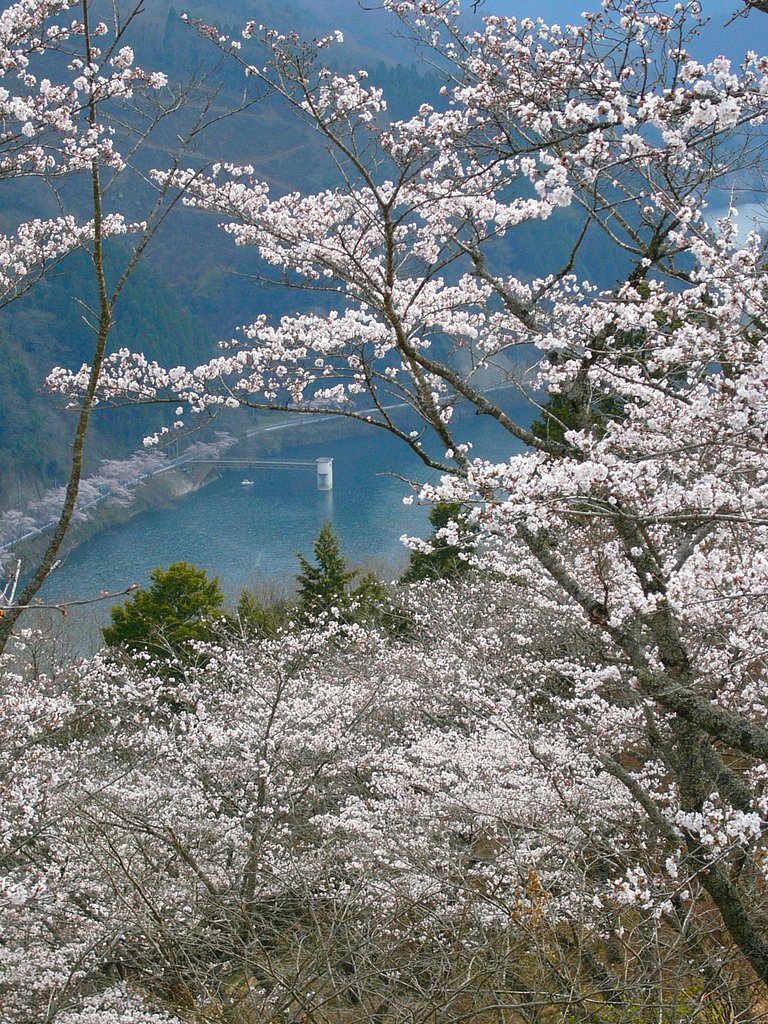 桜日和