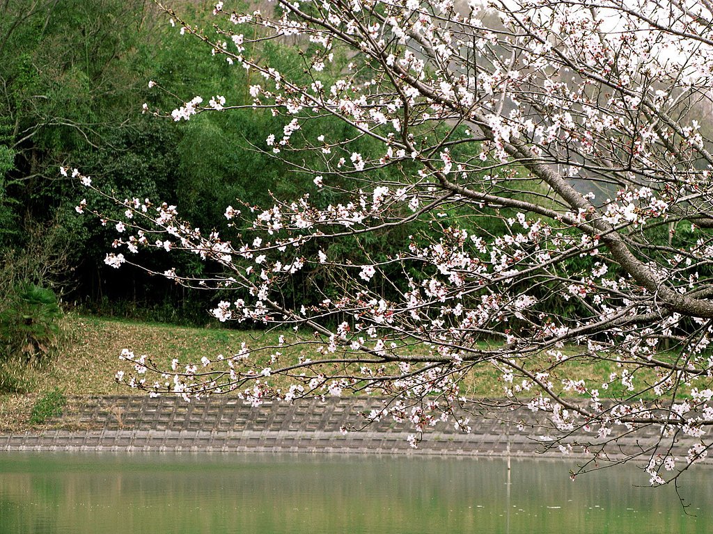【おだやかに・・春】水辺