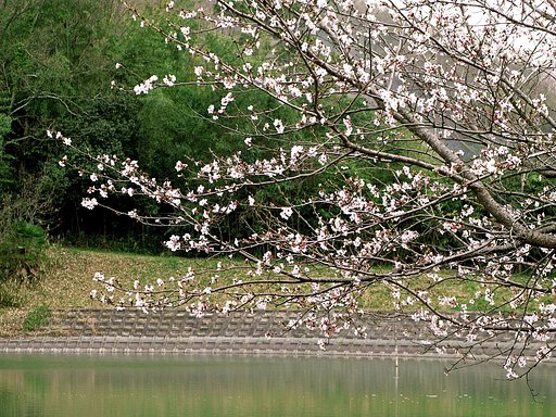 【おだやかに・・春】水辺