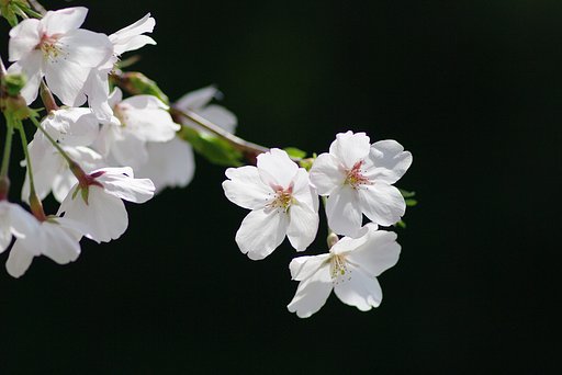 春の光