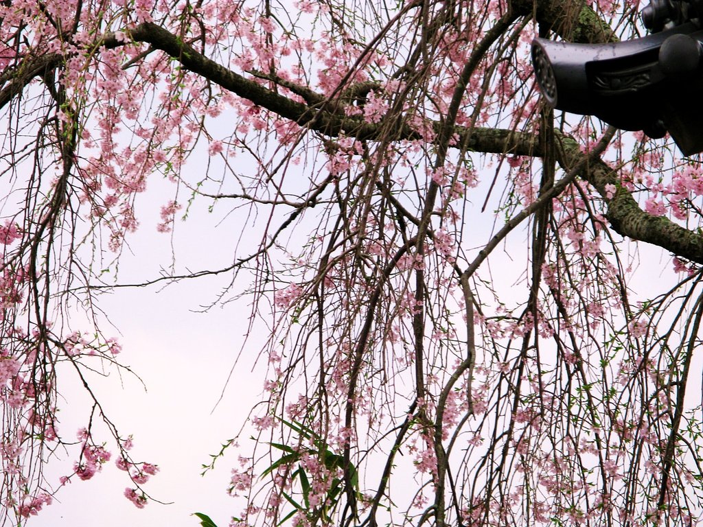 桜暖簾