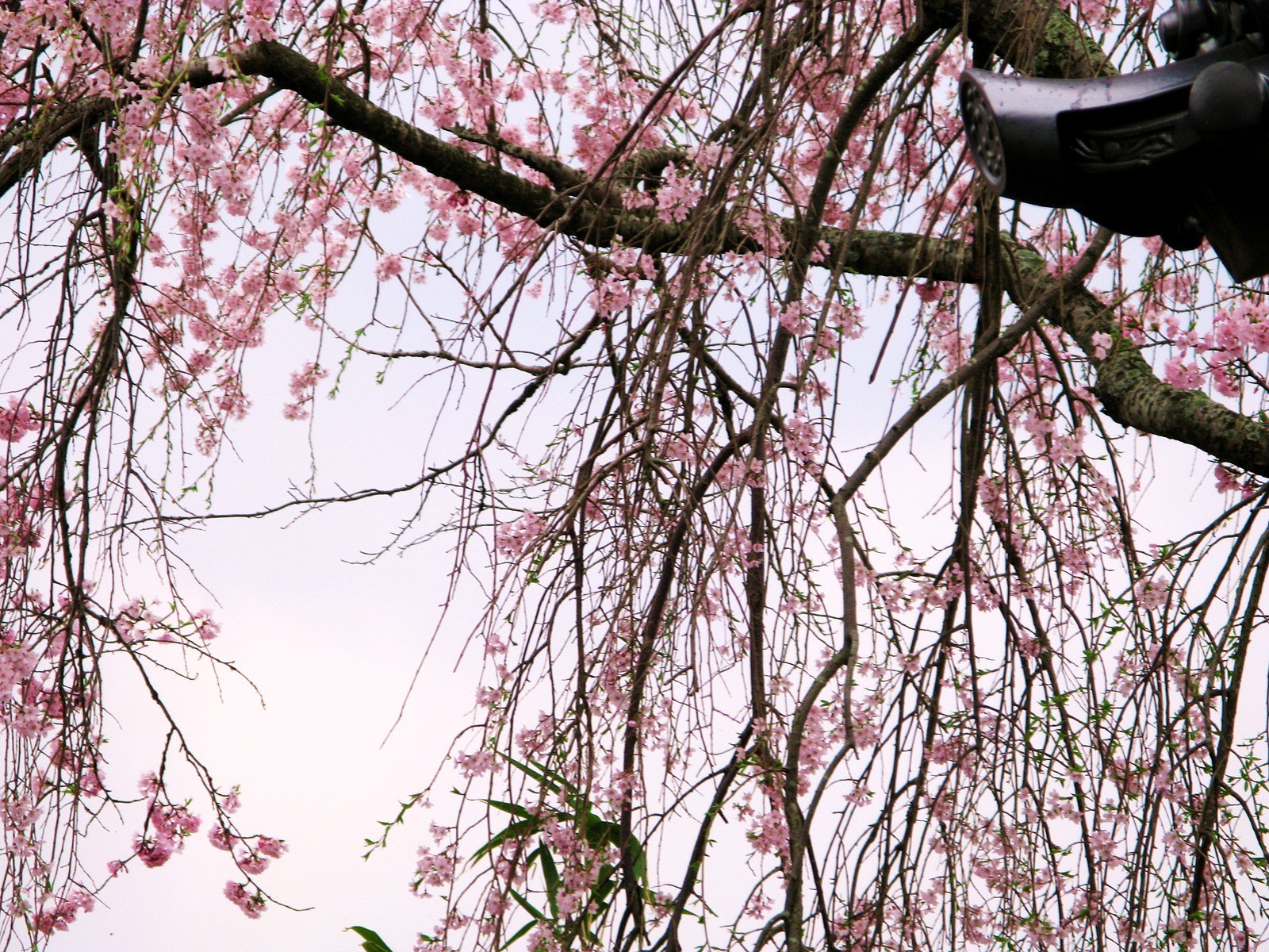 桜暖簾