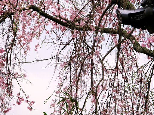 桜暖簾
