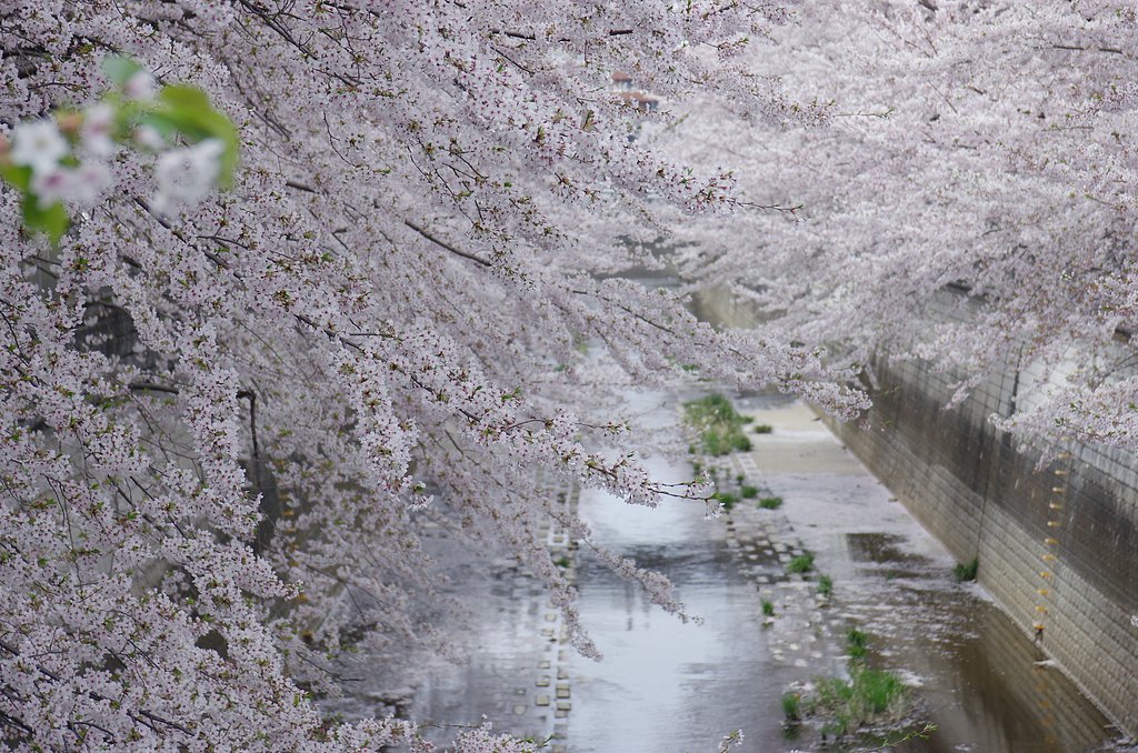 石神井川沿いの桜