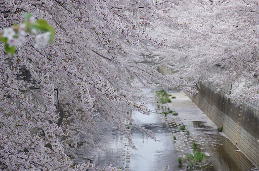 石神井川沿いの桜