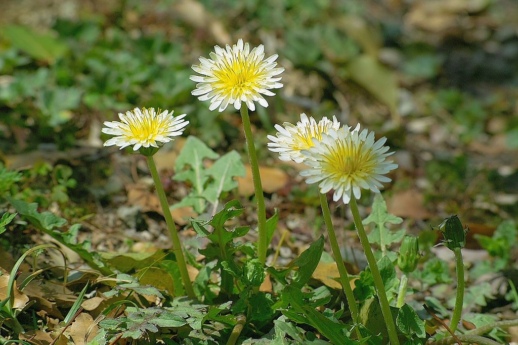 白花タンポポ