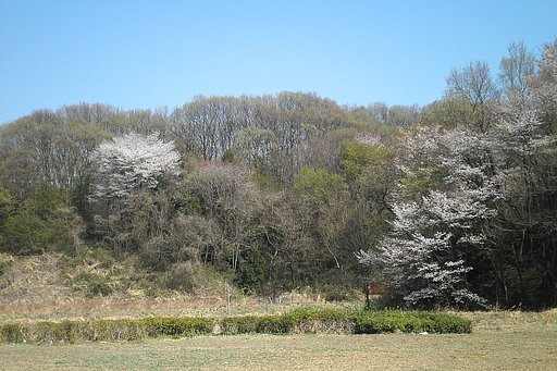 里山の桜