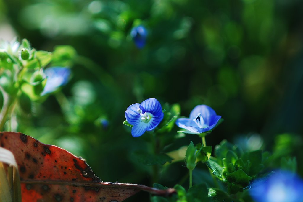野の花／オオイヌノフグリ