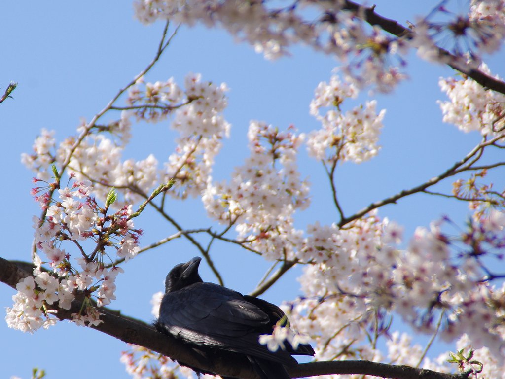 【おだやかに・・・春】　カラスも花見