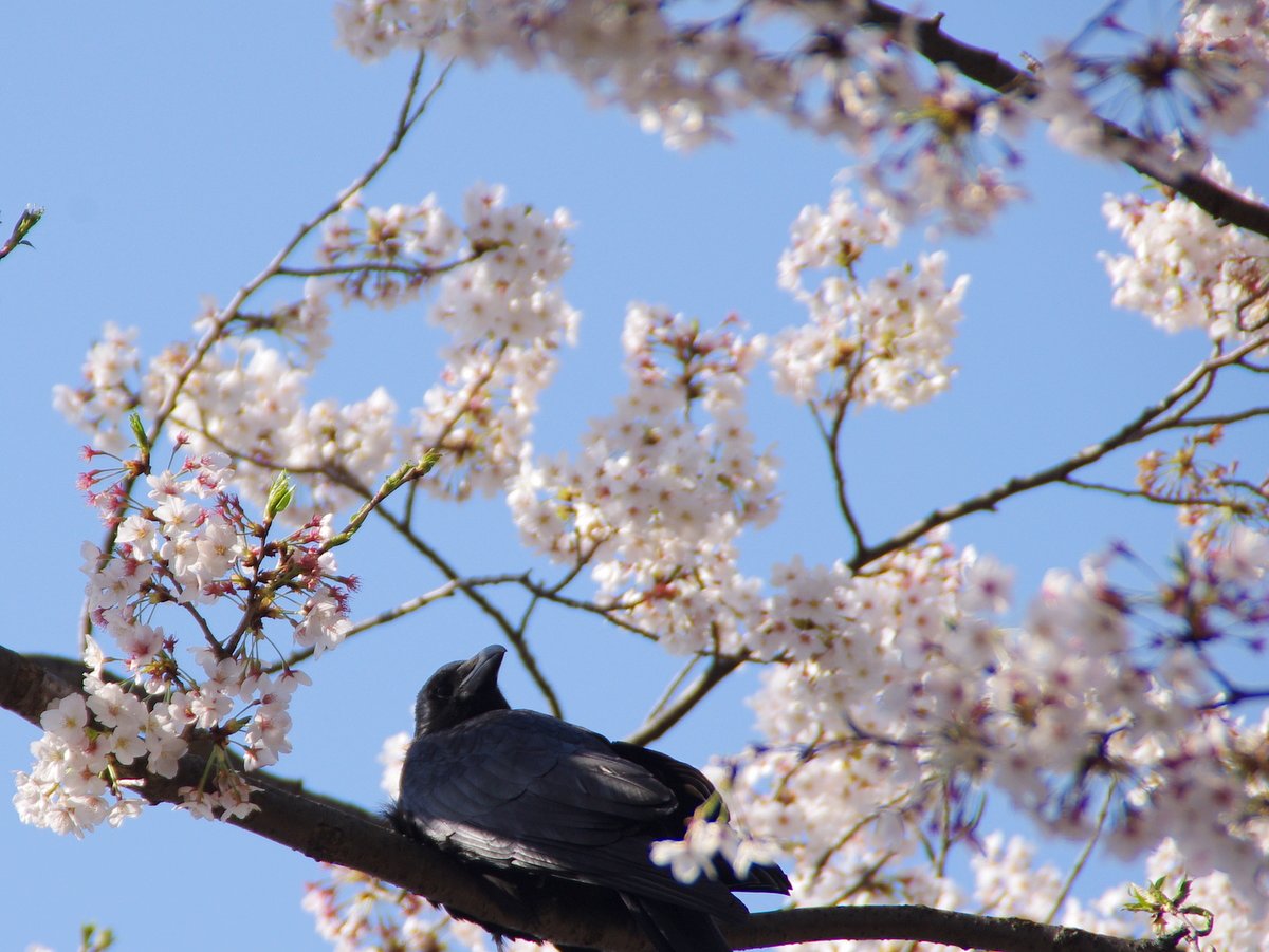 【おだやかに・・・春】　カラスも花見