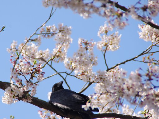 【おだやかに・・・春】　カラスも花見