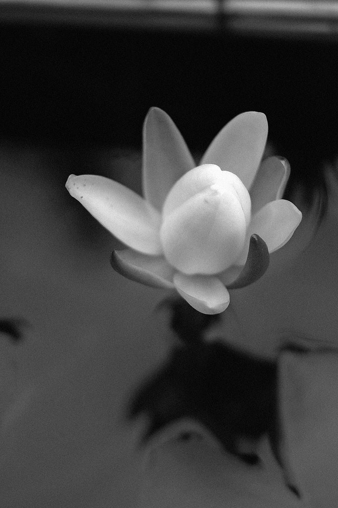 【縦撮り】すいれんの蕾み