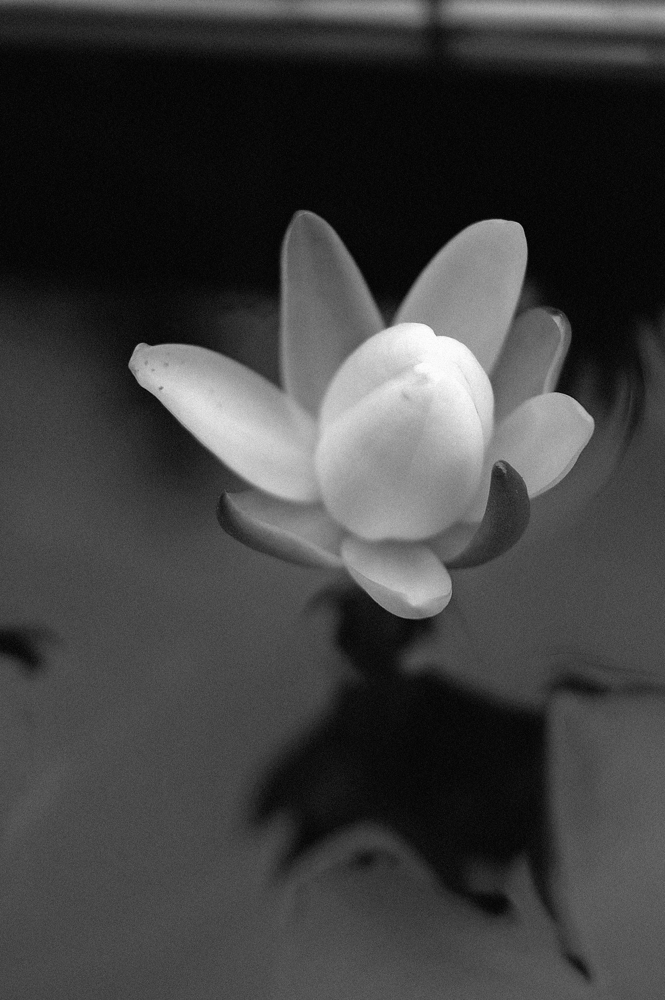 【縦撮り】すいれんの蕾み