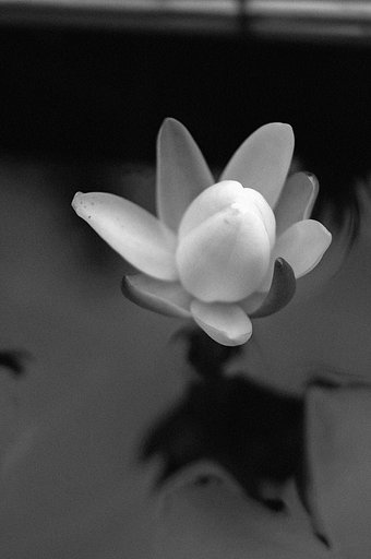 【縦撮り】すいれんの蕾み