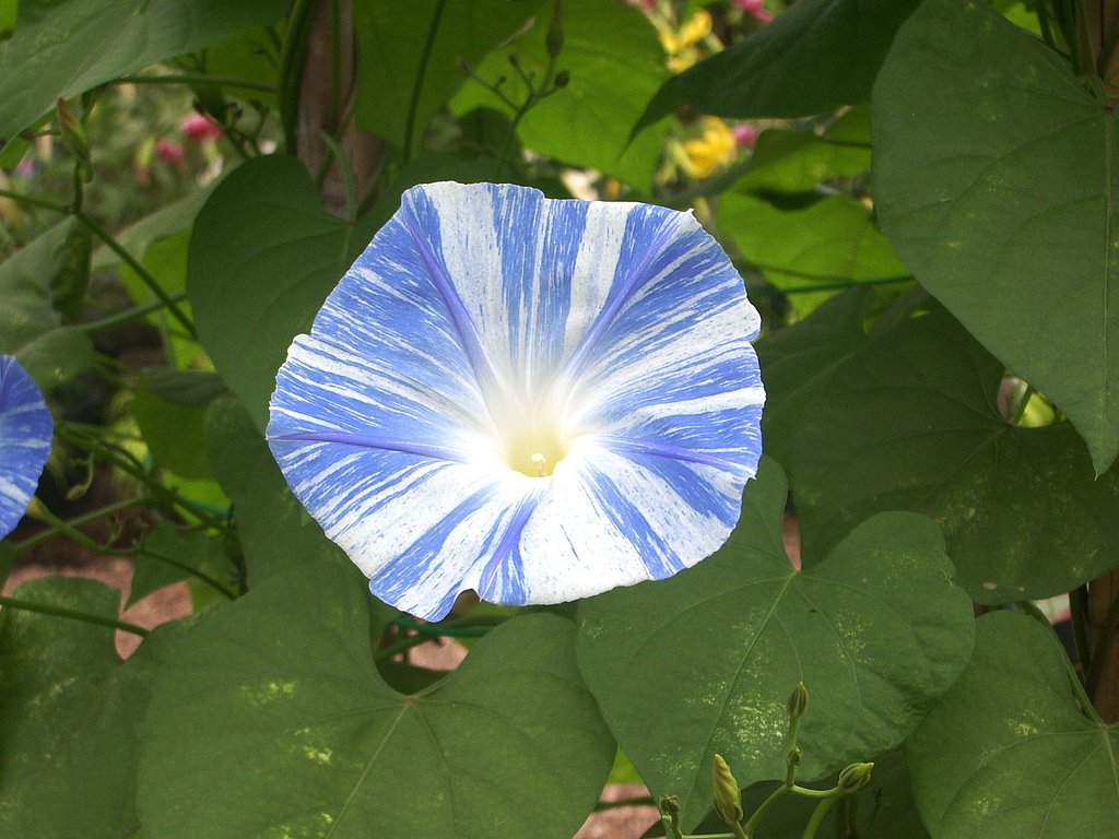 ホワイト　ブルーの朝顔