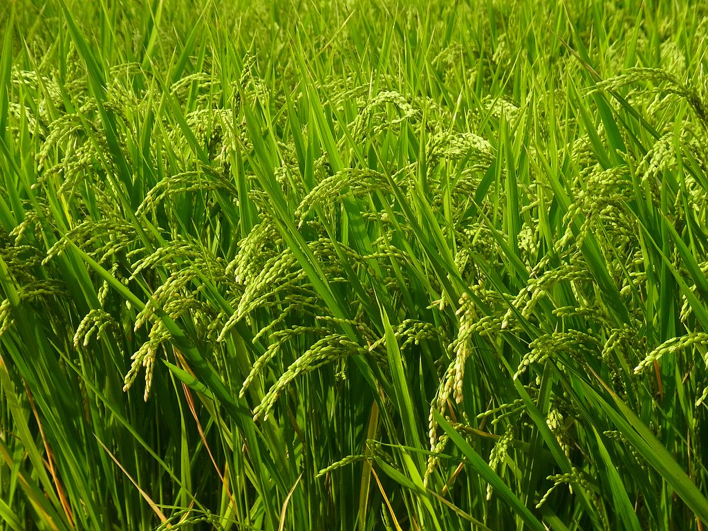 稲穂