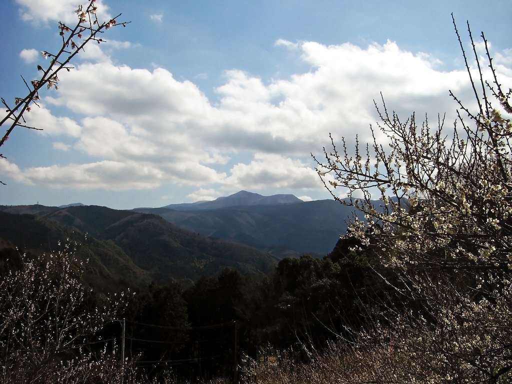 【この色　好き！】白梅と冬の山