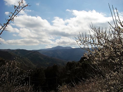 【この色　好き！】白梅と冬の山