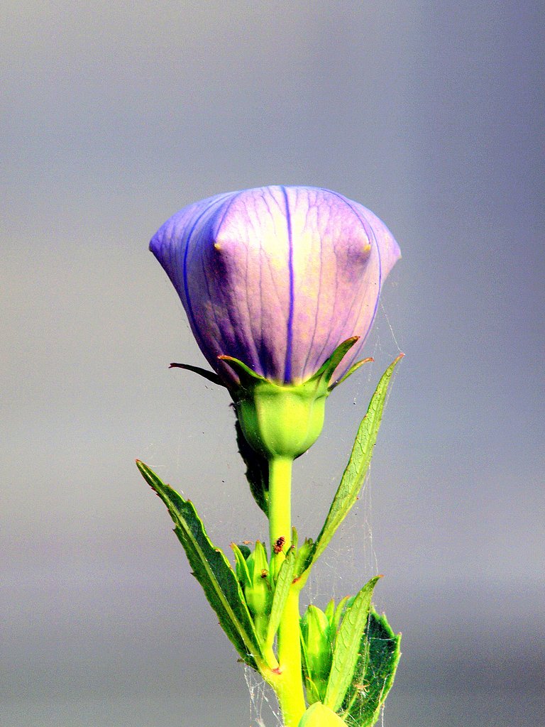 【肌 】花の肌