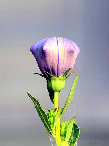 【肌 】花の肌